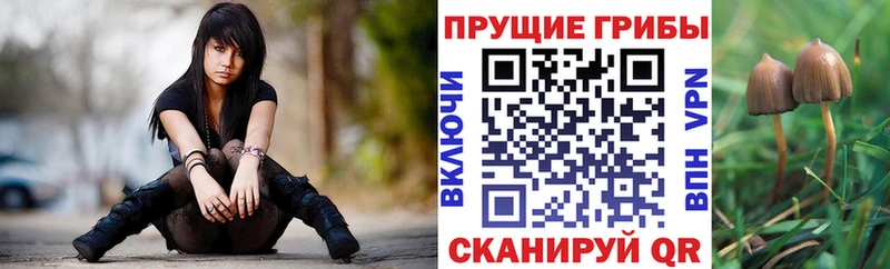 Псилоцибиновые грибы GOLDEN TEACHER  Новомичуринск 